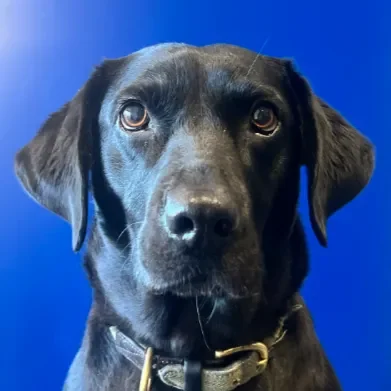 Labrador Ruby Dog